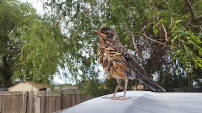 Avian Sanctuary and Protection