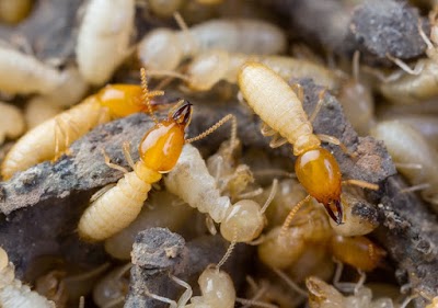 Beeline Pest Control