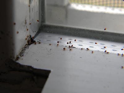 Bug Bully Pest Control