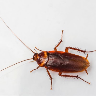 Bybee Pest Control LLC