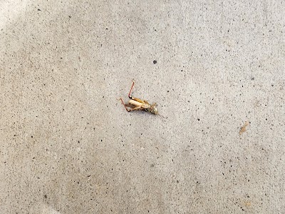 EcoShield Pest Control