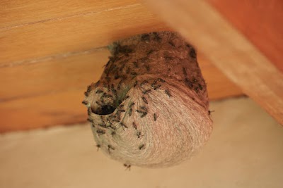 Eyring Pest