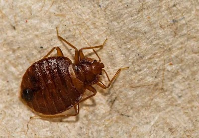 Guardian Pest Control