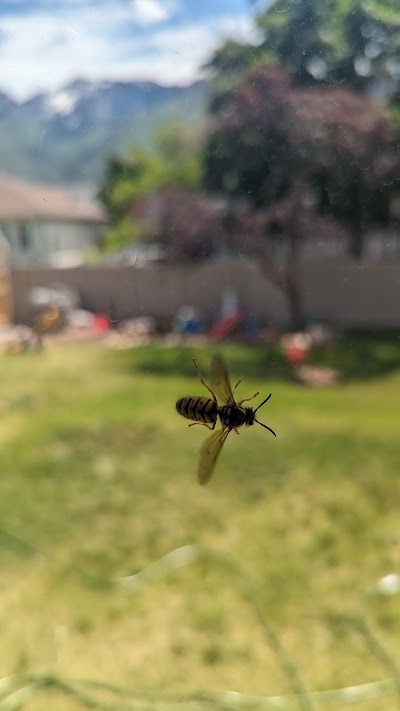 Hybrid Pest Control