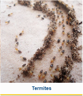 Legacy Pest Control
