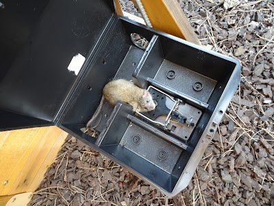 Salt Lake City Rodent Exterminator