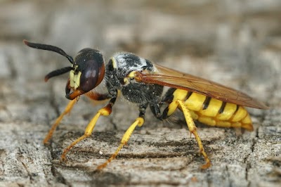 Serve Pest Control