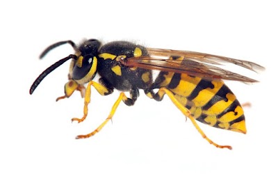 Six Brothers Pest Control