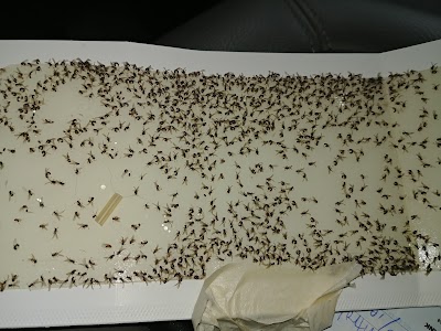 Uinta Pest Solutions